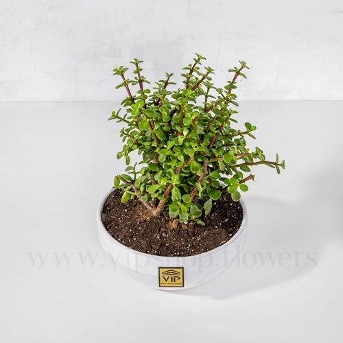 گیاه آپارتمانی کراسولا خرفه ای - گلفروشی آنلاین VIP Shop