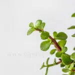 گیاه آپارتمانی کراسولا خرفه ای - گلفروشی آنلاین VIP Shop
