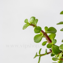گیاه آپارتمانی کراسولا خرفه ای - گلفروشی آنلاین VIP Shop