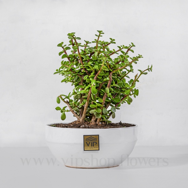 گیاه آپارتمانی کراسولا خرفه ای - گلفروشی آنلاین VIP Shop