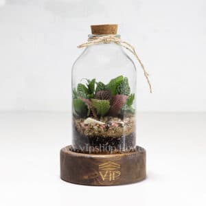 تراریوم طرح آمازون (چوب پنبه ای)