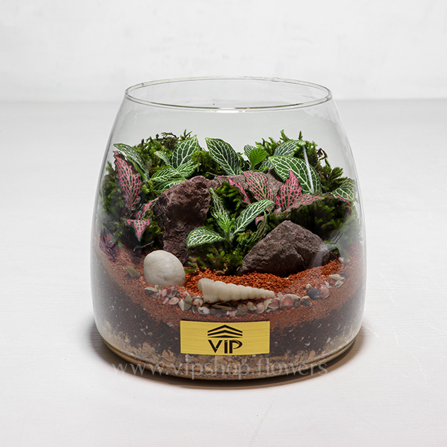 گیاه تراریوم شماره 10- گلفروشی آنلاین VIP Shop