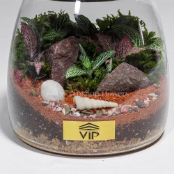 گیاه تراریوم شماره 10- گلفروشی آنلاین VIP Shop