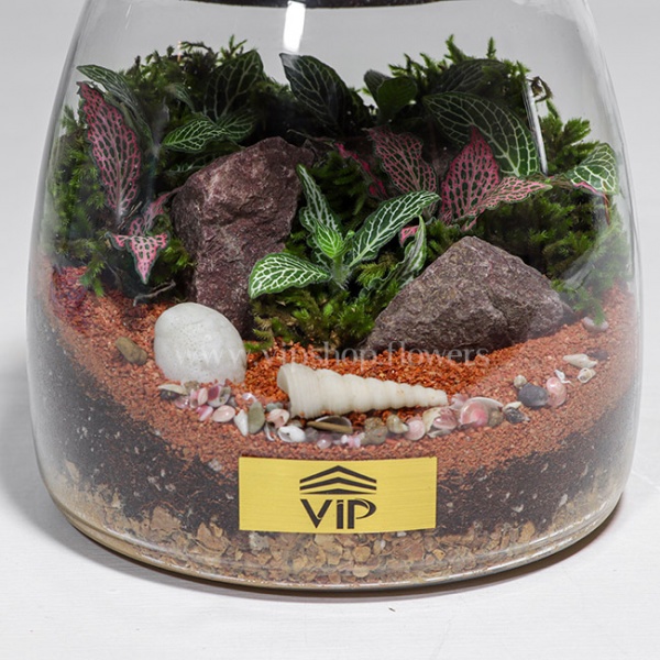 گیاه تراریوم شماره 10- گلفروشی آنلاین VIP Shop