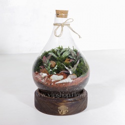 گیاه تراریوم شماره 2 - گلفروشی آنلاین VIP Shop