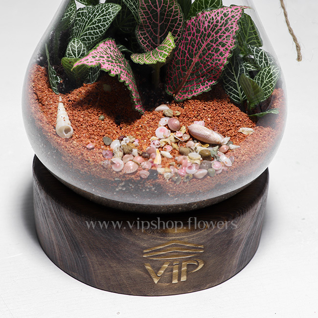 گیاه تراریوم شماره 2 - گلفروشی آنلاین VIP Shop