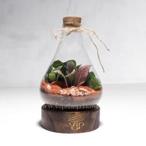 گیاه تراریوم شماره 2 - گلفروشی آنلاین VIP Shop