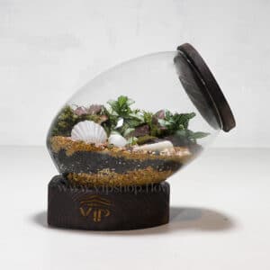 گیاه تراریوم شماره 3- گلفروشی آنلاین VIP Shop