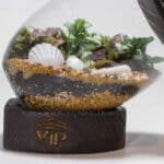 گیاه تراریوم شماره 3- گلفروشی آنلاین VIP Shop