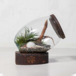 گیاه تراریوم شماره 3- گلفروشی آنلاین VIP Shop