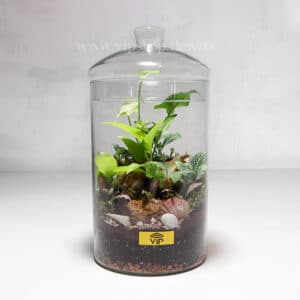 گیاه تراریوم شماره 4- گلفروشی آنلاین VIP Shop