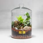 گیاه تراریوم شماره 4- گلفروشی آنلاین VIP Shop