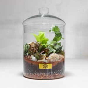 گیاه تراریوم شماره 4- گلفروشی آنلاین VIP Shop