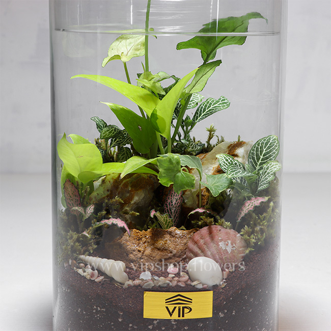 گیاه تراریوم شماره 4- گلفروشی آنلاین VIP Shop