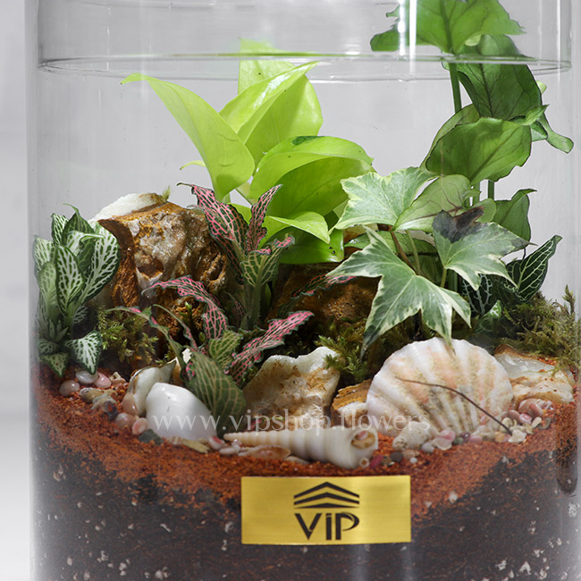 گیاه تراریوم شماره 4- گلفروشی آنلاین VIP Shop