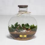 گیاه تراریوم شماره 5- گلفروشی آنلاین VIP Shop