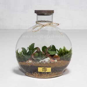 گیاه تراریوم شماره 5- گلفروشی آنلاین VIP Shop