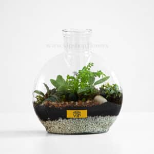 گیاه تراریوم شماره 5- گلفروشی آنلاین VIP Shop