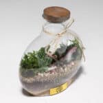 گیاه تراریوم شماره 5- گلفروشی آنلاین VIP Shop