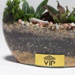 گیاه تراریوم شماره 5- گلفروشی آنلاین VIP Shop