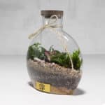 گیاه تراریوم شماره 5- گلفروشی آنلاین VIP Shop