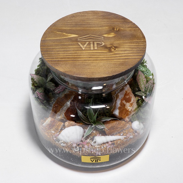 گیاه تراریوم شماره 6- گلفروشی آنلاین VIP Shop