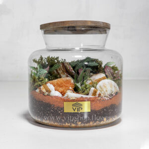 گیاه تراریوم شماره 6- گلفروشی آنلاین VIP Shop