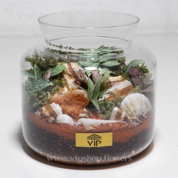 گیاه تراریوم شماره 6- گلفروشی آنلاین VIP Shop