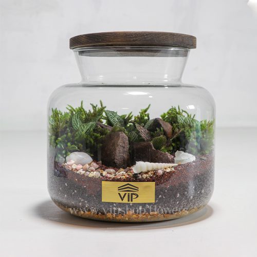 گیاه تراریوم شماره 6- گلفروشی آنلاین VIP Shop