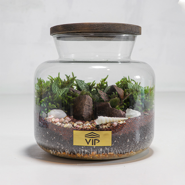 گیاه تراریوم شماره 6- گلفروشی آنلاین VIP Shop