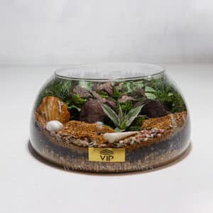 گیاه تراریوم شماره 7- گلفروشی آنلاین VIP Shop