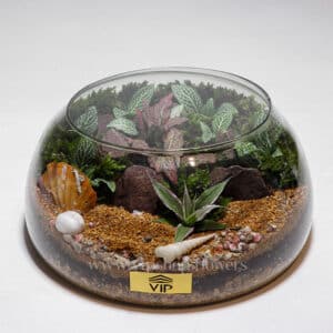 گیاه تراریوم شماره 7- گلفروشی آنلاین VIP Shop