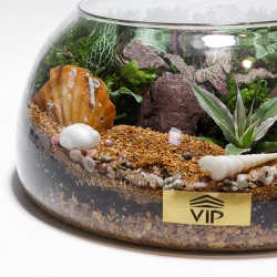 گیاه تراریوم شماره 7- گلفروشی آنلاین VIP Shop