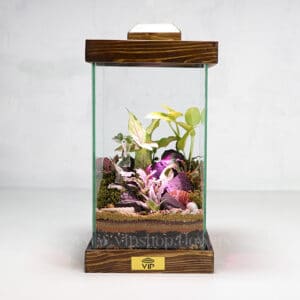 گیاه تراریوم شماره 8 - گلفروشی آنلاین VIP Shop