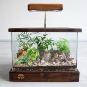 گیاه تراریوم شماره 9 - گلفروشی آنلاین VIP Shop