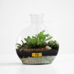 گل تراریوم با ظاهری زیبا