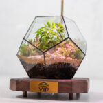 تراریوم شماره 12 - گلفروشی آنلاین VIP Shop