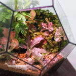 تراریوم TR12 - Image 4