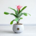 گیاه آپارتمانی آکمیا همراه با گلدان زیبا است.