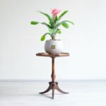 گل آپارتمانی آکمیا بر روی میز زیبا است.