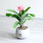 گلدان آپارتمانی آکمیا - Image 4