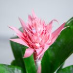 گل آپارتمانی آکمیا دارای گل صورتی و زیبا است.