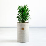 گلدان آپارتمانی دراسنا کامپکت در سایز L