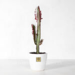 گیاه آپارتمانی افوربیا- گلفروشی آنلاین VIP Shop