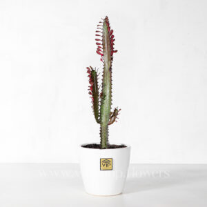 گیاه آپارتمانی افوربیا- گلفروشی آنلاین VIP Shop