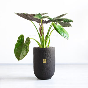 گیاه آپارتمانی بابا آدم بلک- گلفروشی آنلاین VIP Shop