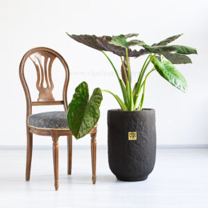 گیاه آپارتمانی بابا آدم بلک - گلفروشی آنلاین VIP Shop