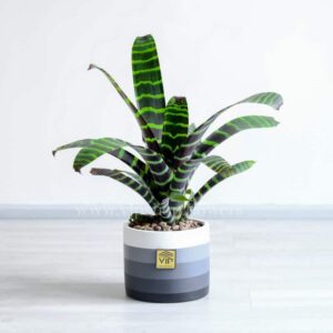 ورزیا گیاه مقاوم در برابر نور کم است.