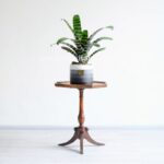 ورزیا زبرا برای قرار دادن بر روی میز هم مناسب است.