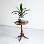 ورزیا زبرا کوچک گیاهی محبوب است.